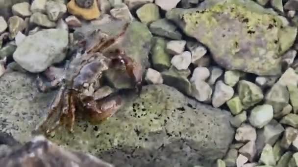 Marbled Rock Crab Runner Crab Pachygrapsus Marmoratus Fabricius 1787 Rocks — Stock video