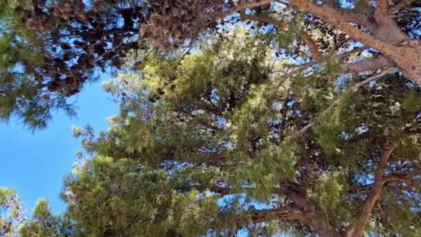 Сцена Соснового Дерева Повна Конусів — стокове відео