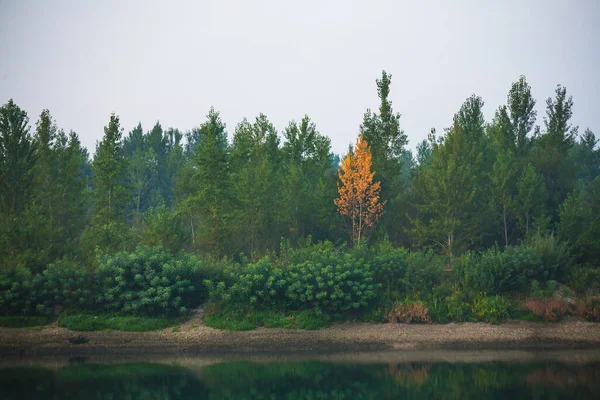 Dense Forest Canopies Green Trees One Colorful Yellow Canopie Autumn — Zdjęcie stockowe