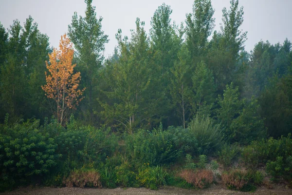 Плотный Лес Навесами Зеленых Деревьев Одним Красочным Желтым Навесом Осенью — стоковое фото