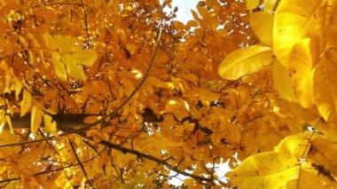 Handheld panning shot of yellow leaves and the sun shining through the foliage in autumn.