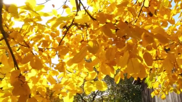Handheld Panning Shot Yellow Leaves Sun Shining Foliage Autumn — Stockvideo