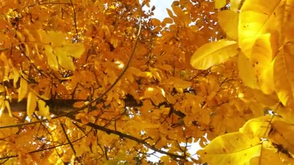 Handheld Panning Shot Yellow Leaves Sun Shining Foliage Autumn — Stockvideo