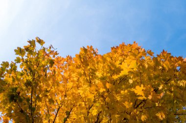 Yellow leaves and blue sky in autumn.