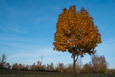 Tree with yellow leaves and blue sky in autumn.