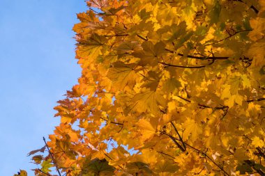 Yellow leaves and blue sky in autumn.