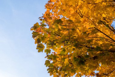 Yellow leaves and blue sky in autumn.