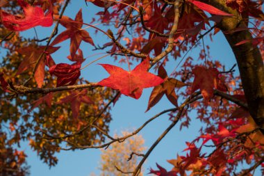 Red leaves and blue sky in autumn.