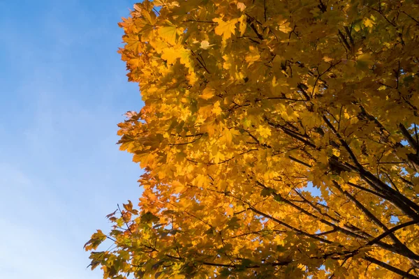 Yellow Leaves Blue Sky Autumn — Stock Photo, Image