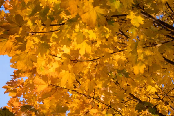 Yellow Leaves Blue Sky Autumn — Foto de Stock