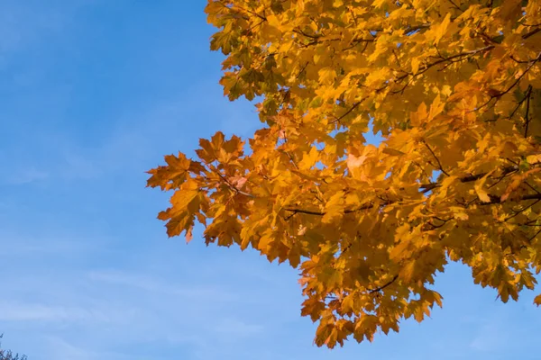 Yellow Leaves Blue Sky Autumn —  Fotos de Stock