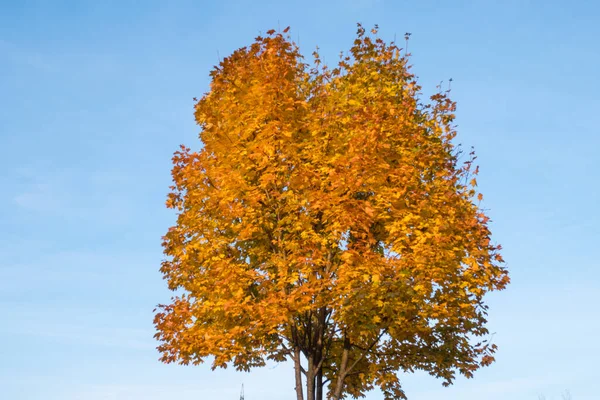 Дерево Желтыми Листьями Голубым Небом Осенью — стоковое фото