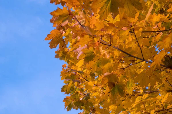 Yellow Leaves Blue Sky Autumn — Stock Photo, Image