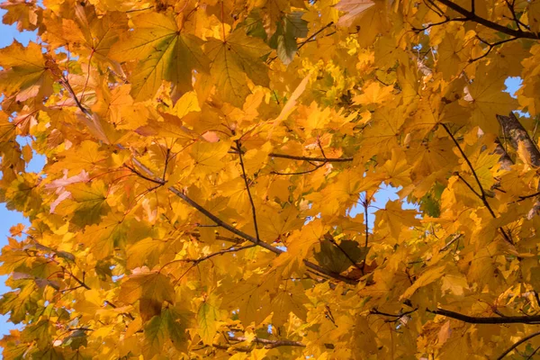 Yellow Leaves Blue Sky Autumn — Foto de Stock