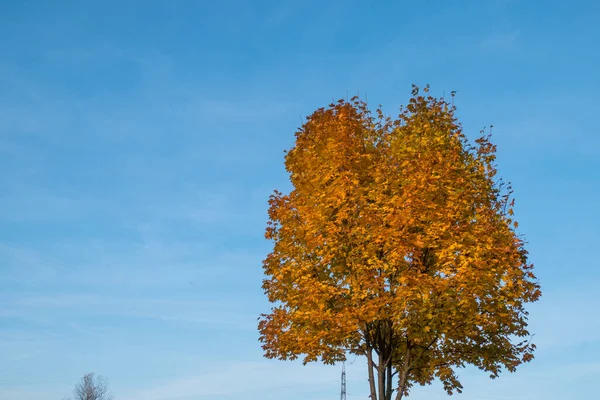 Tree Yellow Leaves Blue Sky Autumn —  Fotos de Stock