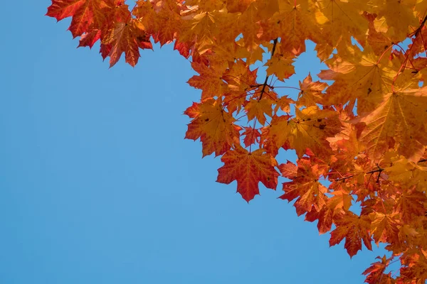 Yellow and red leaves and blue sky in autumn.
