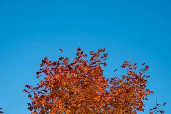 Yellow and red leaves and blue sky in autumn.