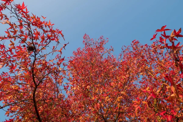 Red Leaves Blue Sky Autumn — Foto de Stock