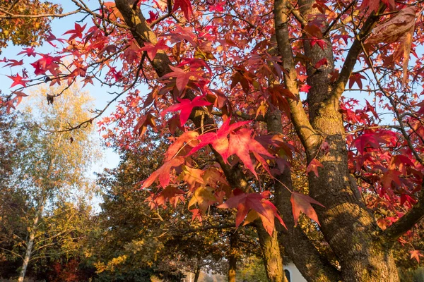 Red leaves and blue sky in autumn.