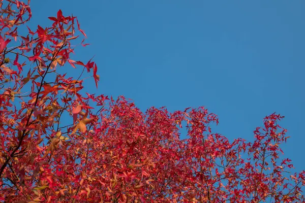 Red Leaves Blue Sky Autumn — Foto de Stock