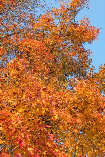 Yellow Red Leaves Blue Sky Autumn — Foto de Stock