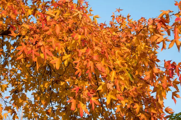 Yellow Red Leaves Blue Sky Autumn — Foto de Stock