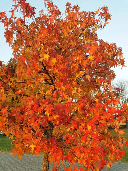 Tree with yellow and red leaves and blue sky in autumn.
