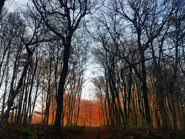 Blue, orange and red sunset through siluette of trees in a forest