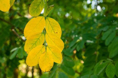 Yellow and red leaves and blue sky in autumn.