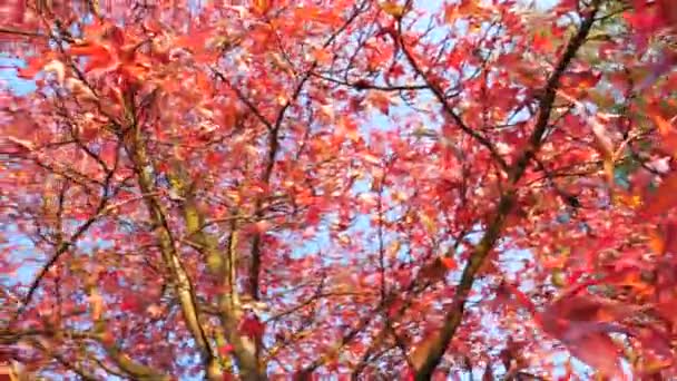 黄色と赤の葉と秋に葉を通して輝く太陽の手持ち撮影 — ストック動画