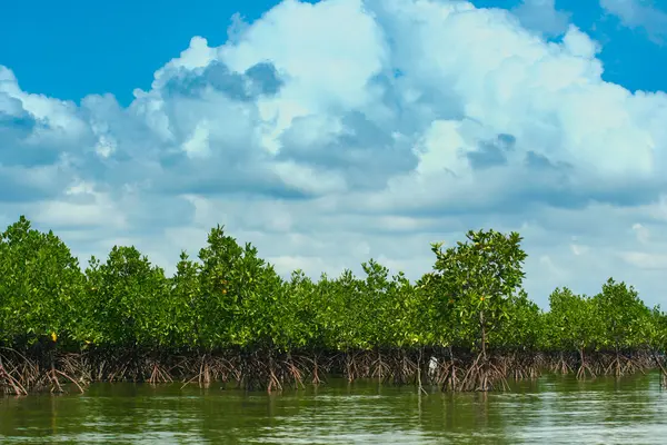 Thailand mangrovebossen — Stockfoto