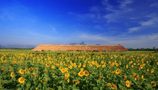 Solrosor fält med blå himmel, thailand — Stockfoto