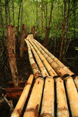 mangrov orman, Tayland