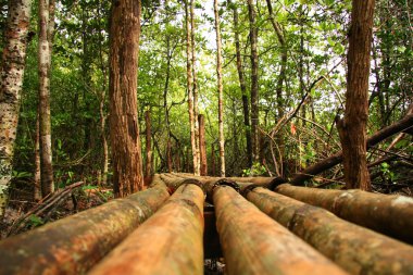 mangrov orman, Tayland