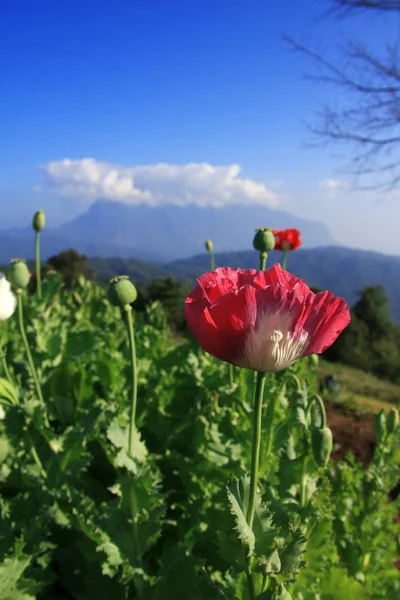 Pavot à l'opium . — Photo