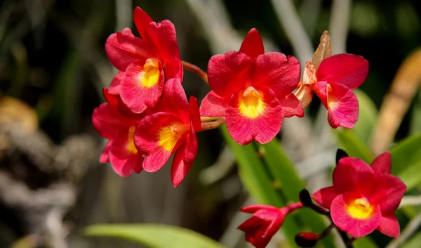 Thailändische Orchidee, Blumen. — Stockfoto