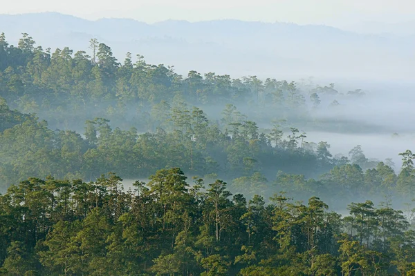 Winterwald mit Nebel, Thailand — Stockfoto