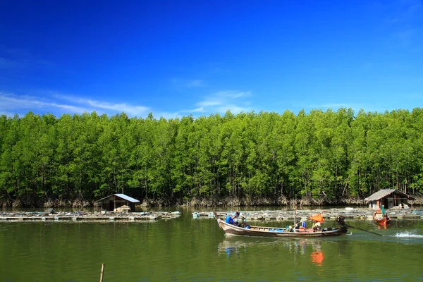 Foresta di mangrovie, Thailandia — Foto Stock