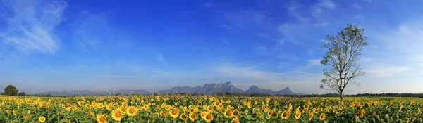 Câmp de floarea-soarelui cu cer albastru, Thailanda — Fotografie, imagine de stoc