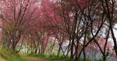 Sakura Pembe çiçek içinde Tayland, thailand, kiraz çiçeği