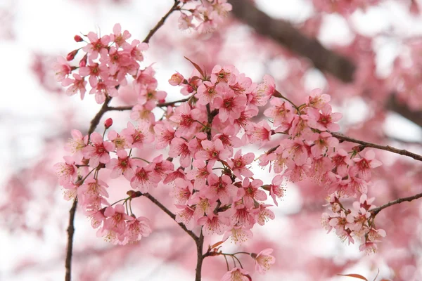 Sakura pink flower in, Thailand, Cherry blossom — Stock Photo, Image