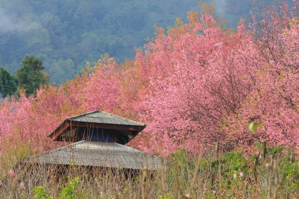 Sakura flor rosa em, Tailândia, Flor de cereja — Fotografia de Stock