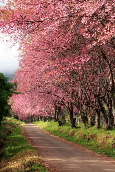 Sakura flor rosa en, Tailandia, flor de cerezo — Foto de Stock