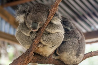 uykulu koala ayısı Zoo Sydney, Avustralya.