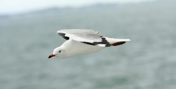 Möwe fliegt in den Himmel. — Stockfoto