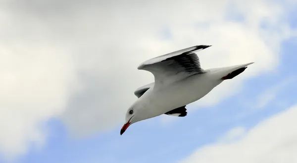 Flying seagull in the sky. — Stock Photo, Image