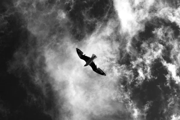 Gabbiano volante nel cielo. — Foto Stock