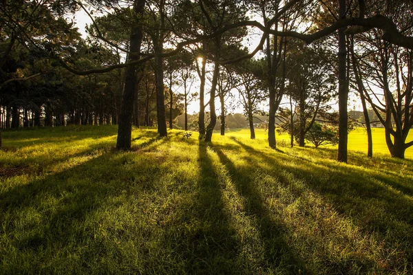 La luz del sol en el bosque verde, la primavera —  Fotos de Stock