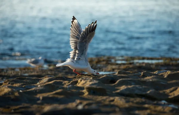 Gaivota voadora — Fotografia de Stock