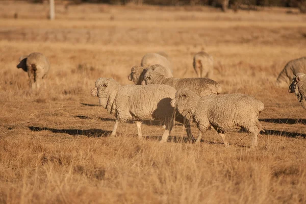 Sheep in farm — Stock Photo, Image